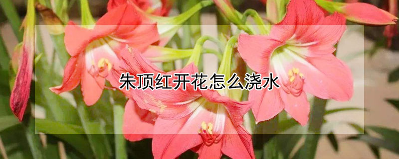 朱頂紅開花怎么澆水