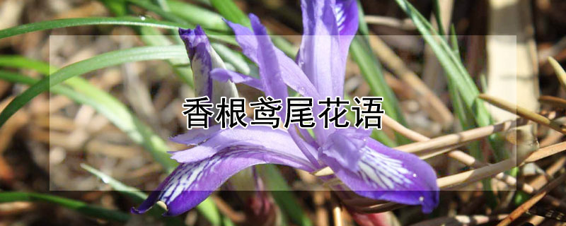 香根鳶尾花語(yǔ)