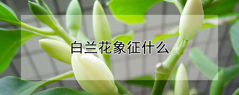 白蘭花象征什么