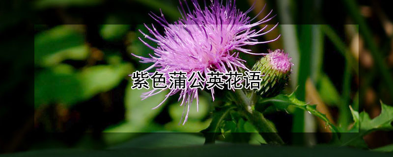 紫色蒲公英花語