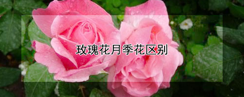 玫瑰花月季花區別