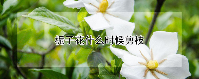 梔子花什么時候剪枝