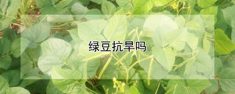 綠豆抗旱嗎