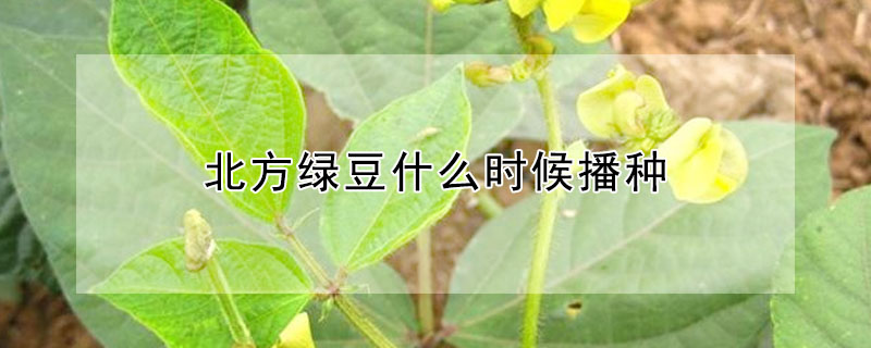 北方綠豆什么時(shí)候播種