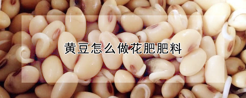 黃豆怎么做花肥肥料