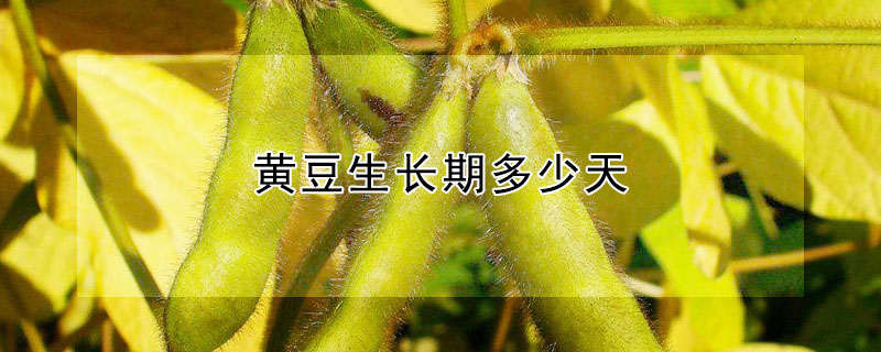 黃豆生長(zhǎng)期多少天