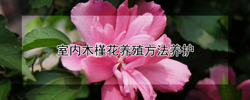 室內(nèi)木槿花養(yǎng)殖方法養(yǎng)護(hù)