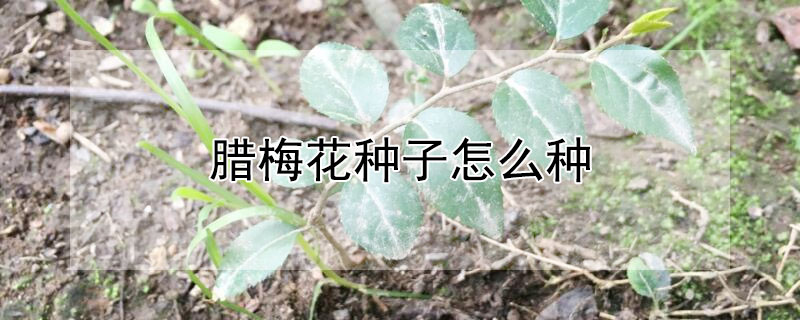 臘梅花種子怎么種