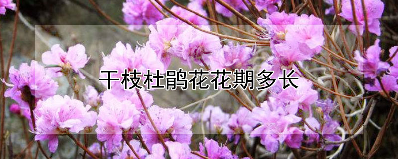 干枝杜鵑花花期多長