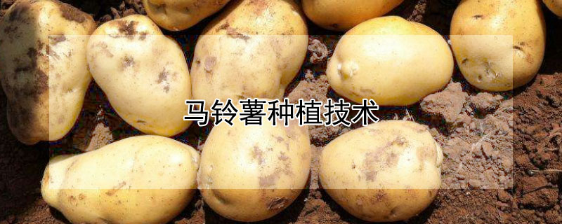 馬鈴薯種植技術(shù)