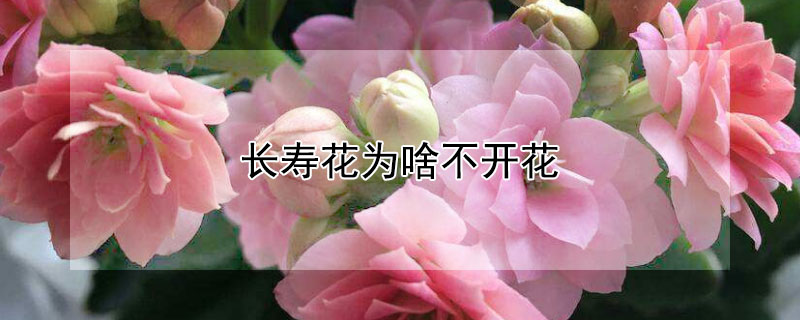 長(zhǎng)壽花為啥不開花