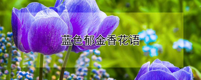 藍(lán)色郁金香花語