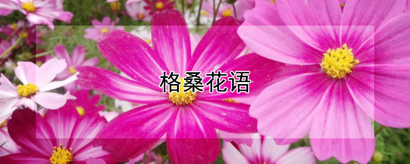 格桑花語(yǔ)