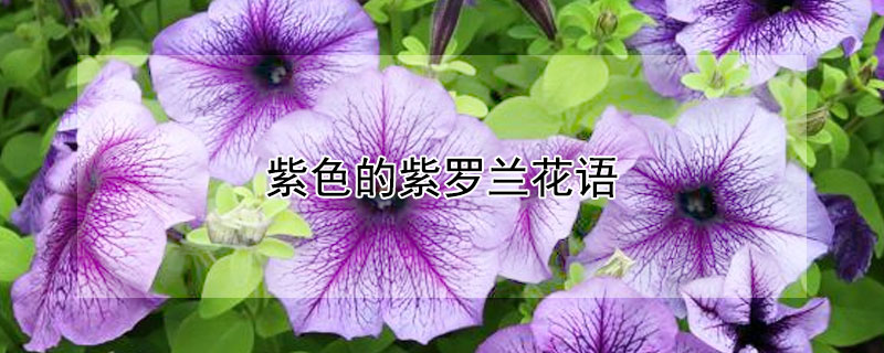 紫色的紫羅蘭花語(yǔ)