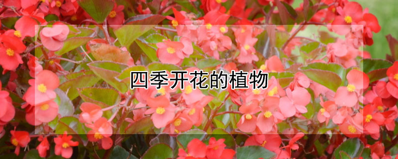 四季開花的植物