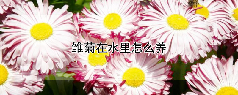 雛菊在水里怎么養(yǎng)