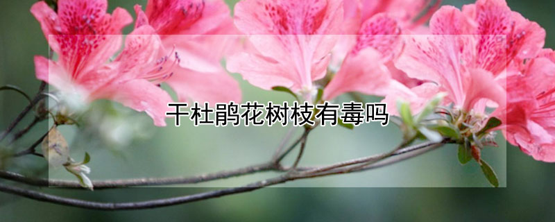 干杜鵑花樹枝有毒嗎