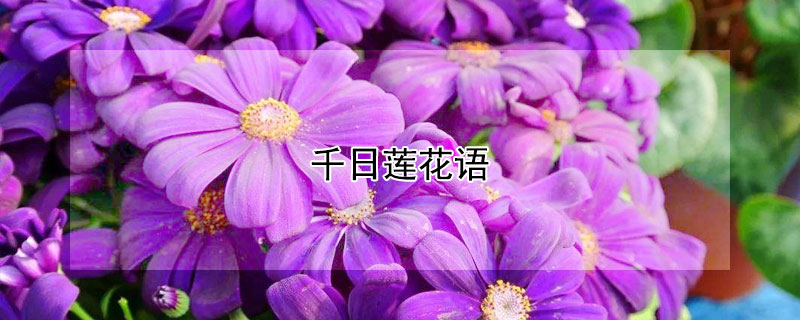 千日蓮花語