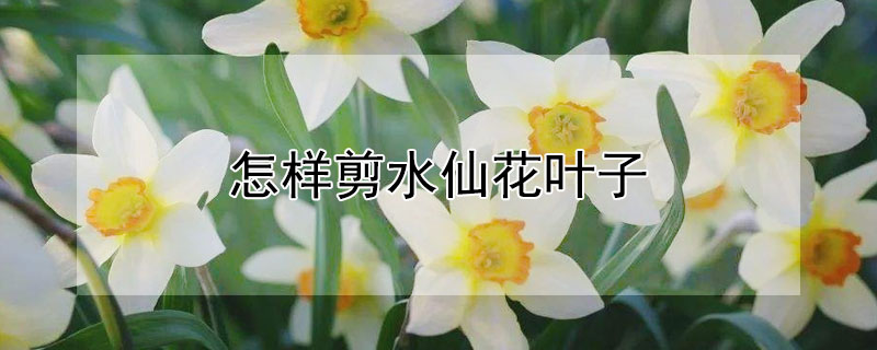 怎樣剪水仙花葉子