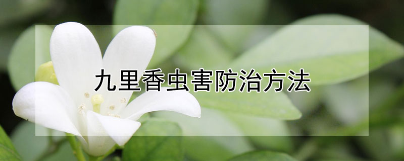 九里香蟲害防治方法