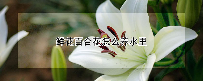 鮮花百合花怎么養(yǎng)水里