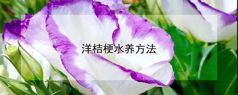 洋桔梗水養(yǎng)方法