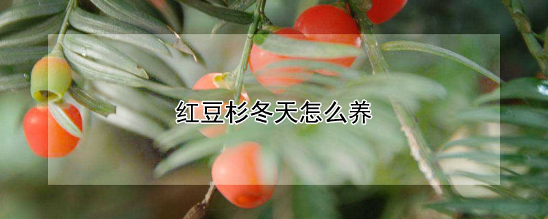 紅豆杉冬天怎么養(yǎng)