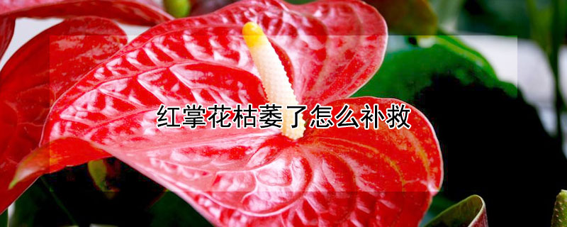 紅掌花枯萎了怎么補(bǔ)救