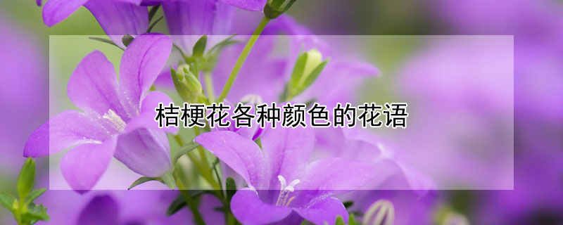 桔梗花各種顏色的花語(yǔ)