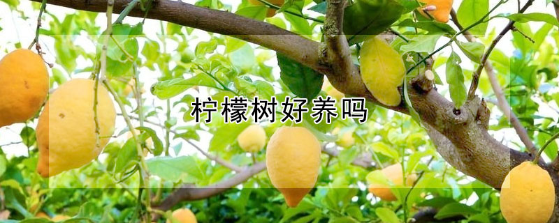 檸檬樹好養(yǎng)嗎