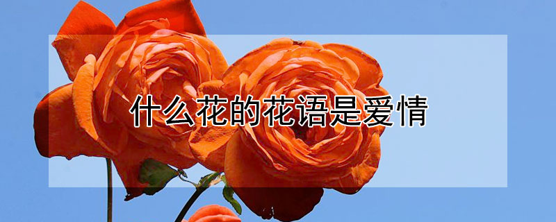 什么花的花語(yǔ)是愛(ài)情