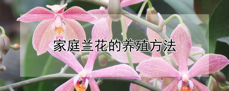 家庭蘭花的養(yǎng)殖方法