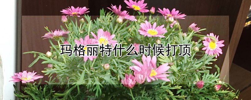 瑪格麗特什么時候打頂