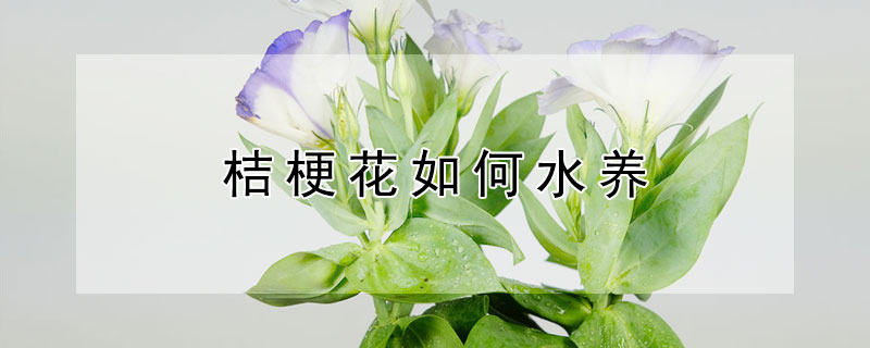 桔梗花如何水養(yǎng)