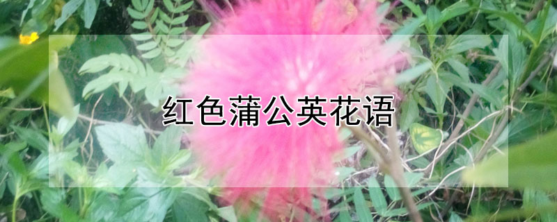 紅色蒲公英花語