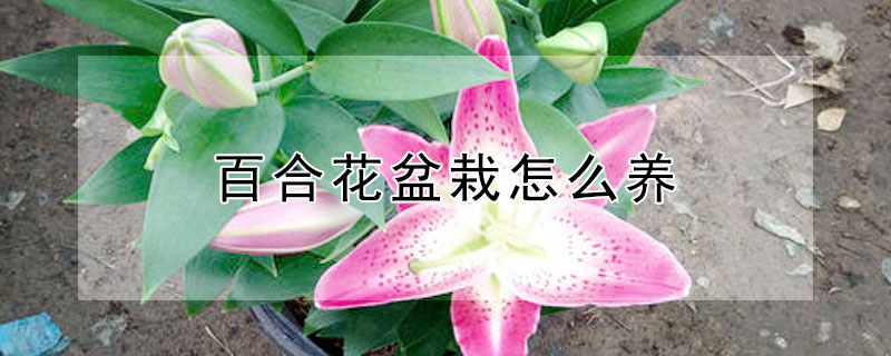 百合花盆栽怎么養