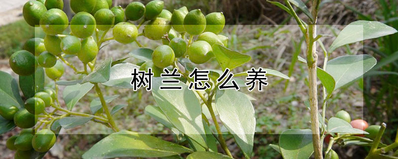 樹(shù)蘭怎么養(yǎng)