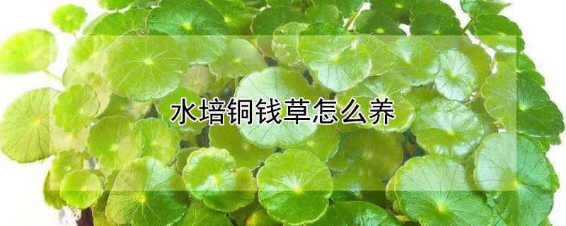 水培銅錢草怎么養