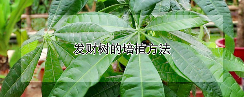 發(fā)財(cái)樹的培植方法