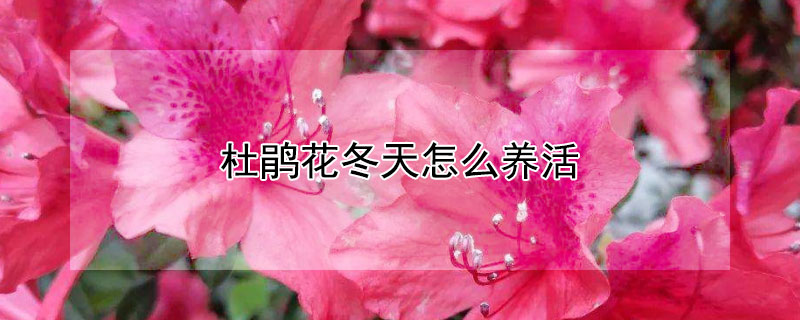 杜鵑花冬天怎么養(yǎng)活