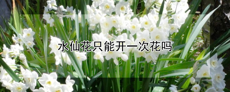 水仙花只能開(kāi)一次花嗎