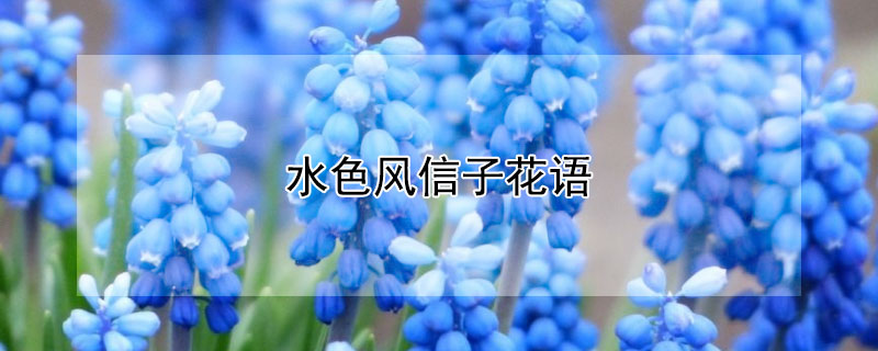 水色風信子花語