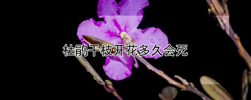 杜鵑干枝開花多久會死