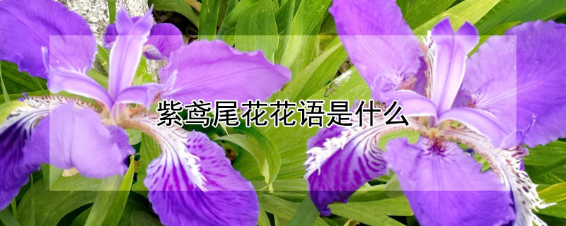 紫鳶尾花花語是什么