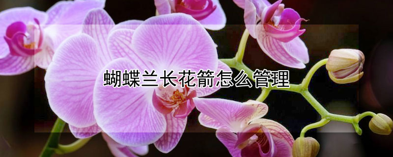 蝴蝶蘭長花箭怎么管理