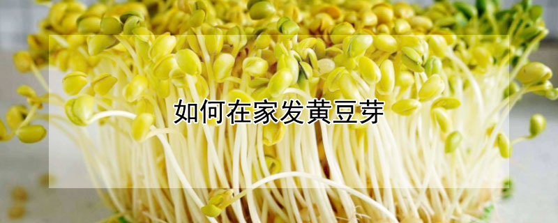 如何在家發(fā)黃豆芽