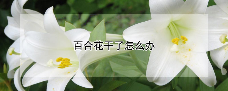 百合花干了怎么辦