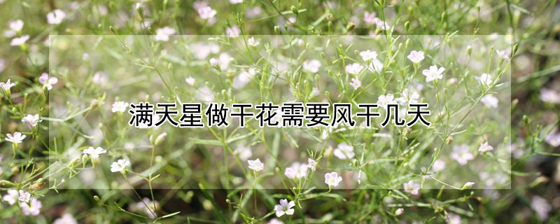 滿天星做干花需要風(fēng)干幾天