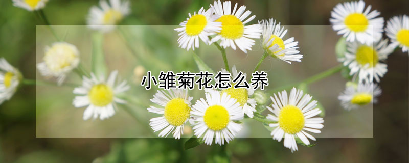 小雛菊花怎么養