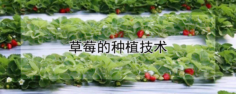 草莓的種植技術(shù)